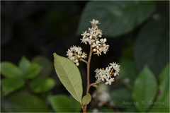 Zanthoxylum ovalifolium